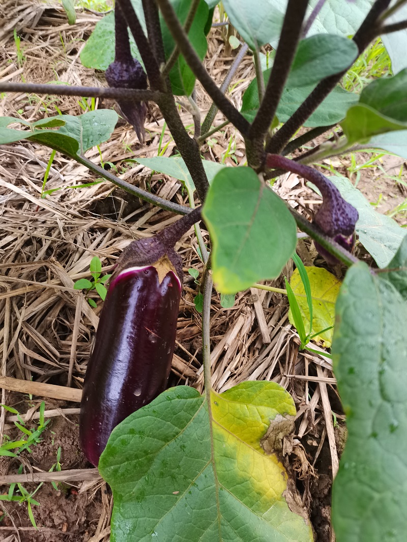 新鲜紫茄子5斤湖南农家自种黑紫烧烤茄子新鲜蔬菜特产整箱包邮3斤