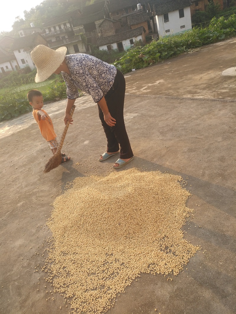 23年新笨黄豆农家自种非转基因椭圆大豆浆发豆芽杂粮豆类5斤包邮