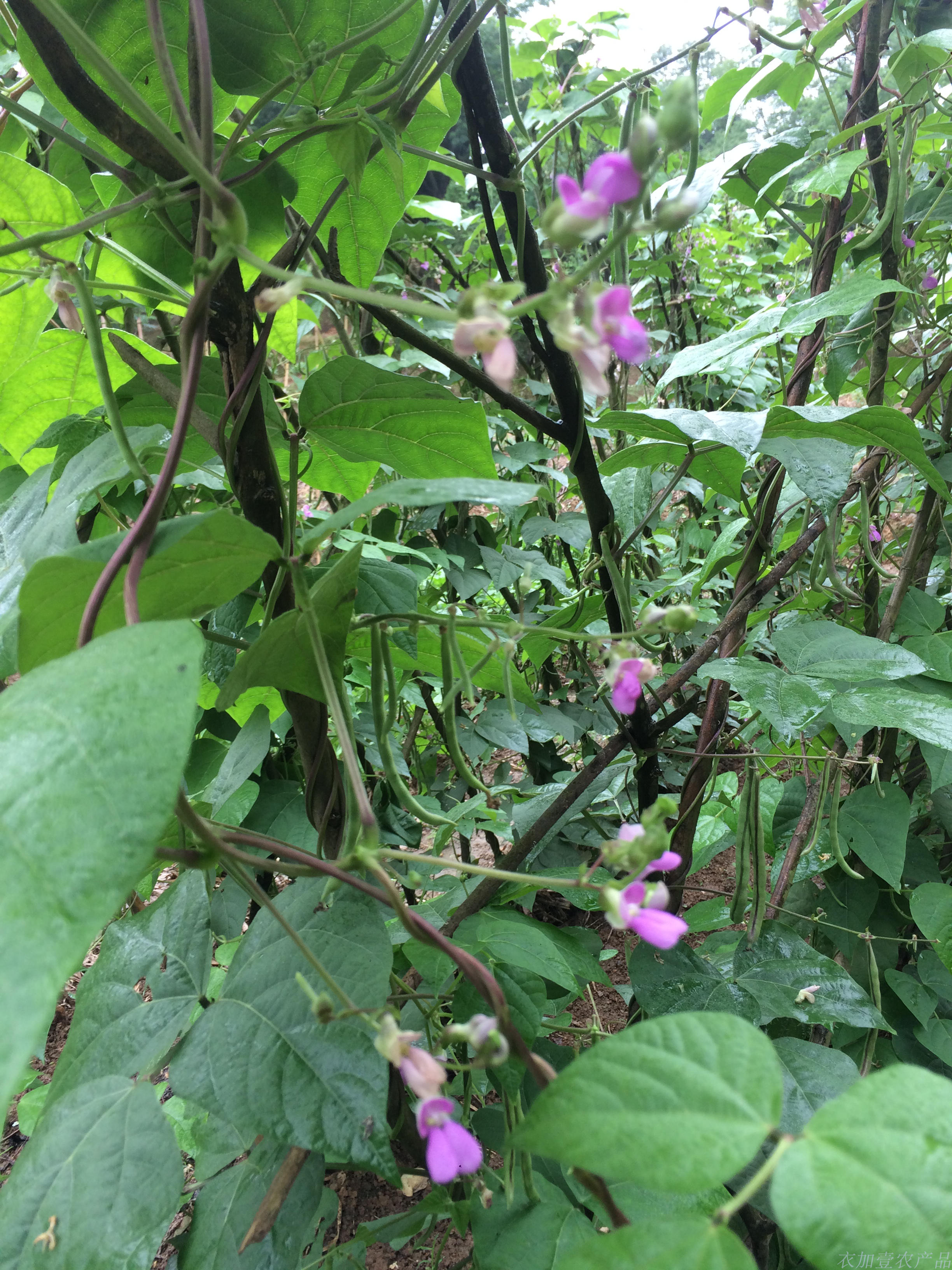 20年湖南特产农家自制四季豆干日晒干芸豆脱水蔬菜豆角干250g包邮