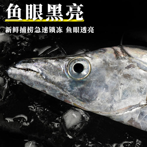 4斤舟山东海特大级带鱼小眼睛整条新鲜冷冻鲜活海鲜水产深海刀鱼 - 图3