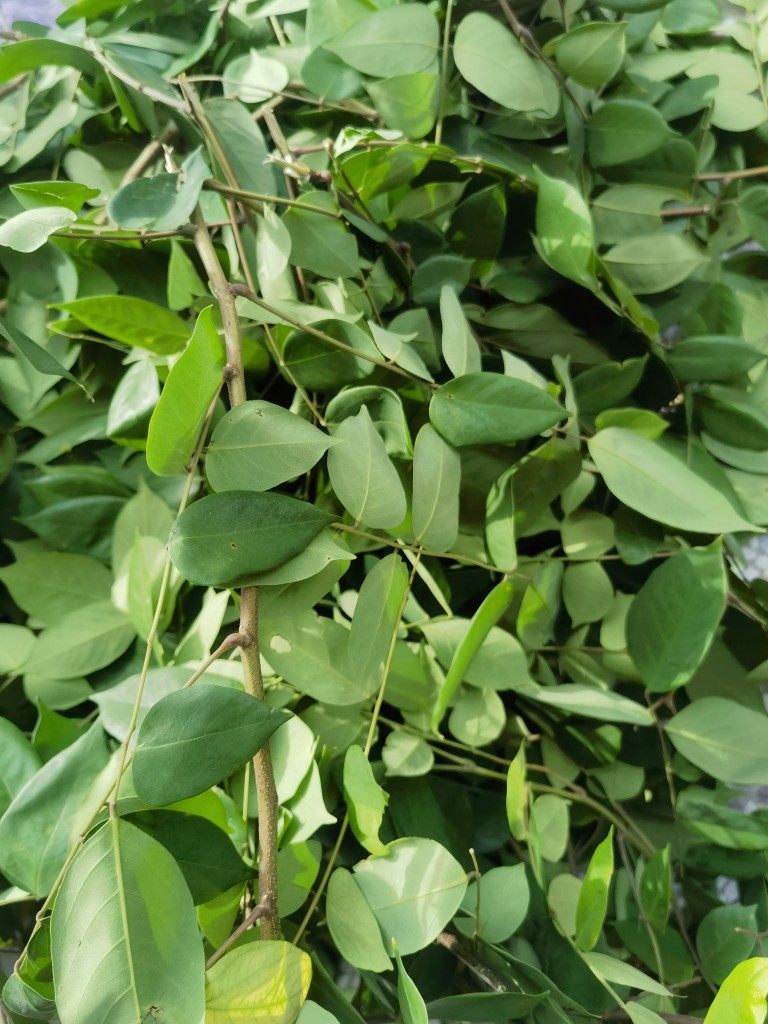 新鲜现采酸杨桃叶500克酸五敛子叶五棱子老树超酸品质新鲜叶子,淘宝优惠券,粉丝福利购,淘宝优惠卷