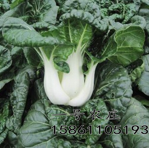 奶白菜种子小白菜青菜黑油菜春季四季蔬菜种籽秋矮脚秋播种孑冬季 - 图0