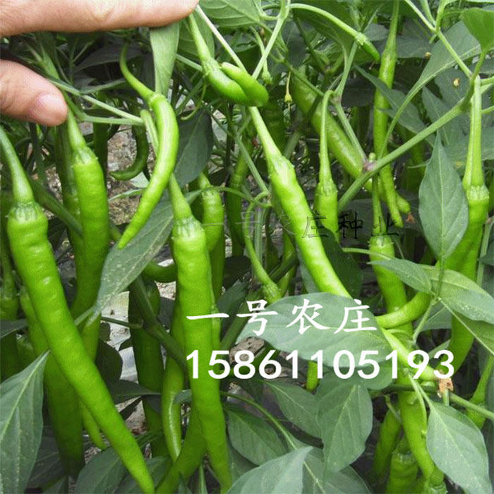 杭椒种子辣椒种籽苗鸡爪椒阳台盆栽蔬菜蔬果种孑超长线椒青椒四季_虎窝淘