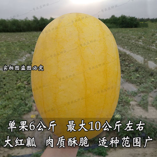 黄皮红肉西瓜种子京欣巨型超大早熟春夏播超甜西瓜种籽四季播种孑 - 图2