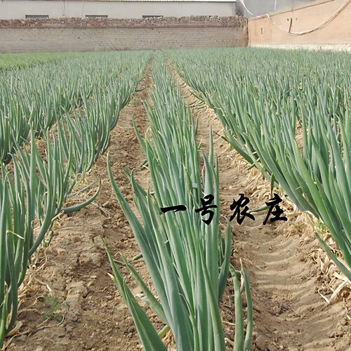 葱种四季小香葱种籽孑红分大葱种子籽头植苗盆栽蔬菜冬季农家阳台 - 图1