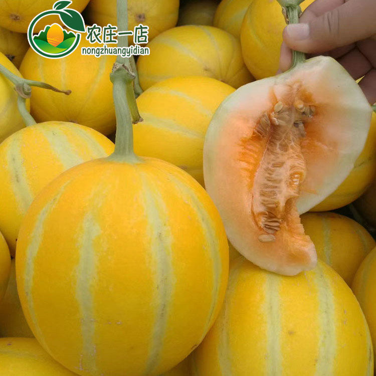 黄皮甜瓜种子桔红肉四季高产黄金蜜种籽酥脆超甜香瓜种孑庭院阳台
