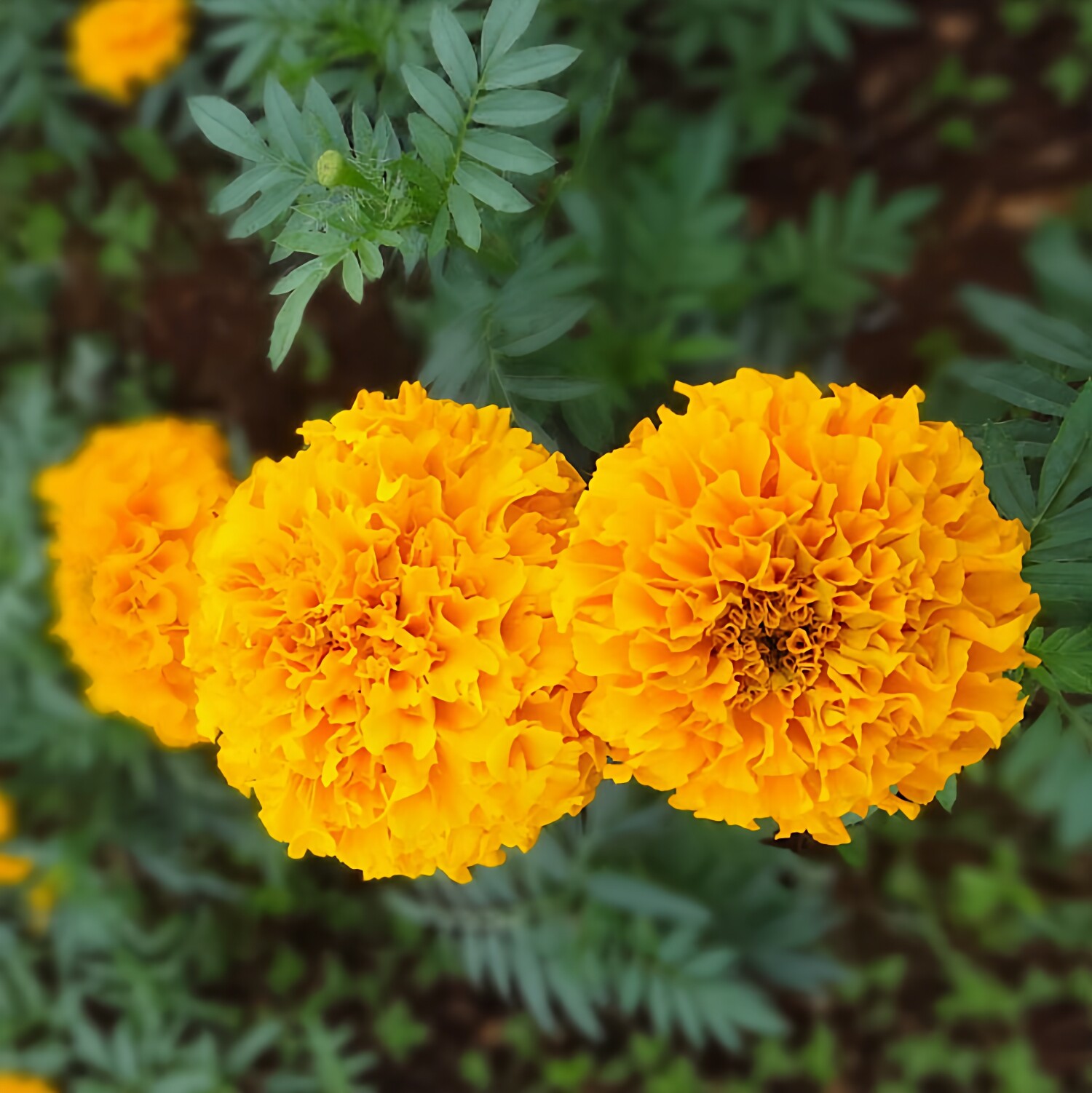 万寿菊种子菊花种子四季易活混色臭芙蓉花种籽子驱蚊盆栽观赏种籽