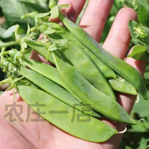 荷兰豆种子大软荚高产春秋种籽菜种孑秋冬季种植豌豆角春四季蔬菜 - 图0