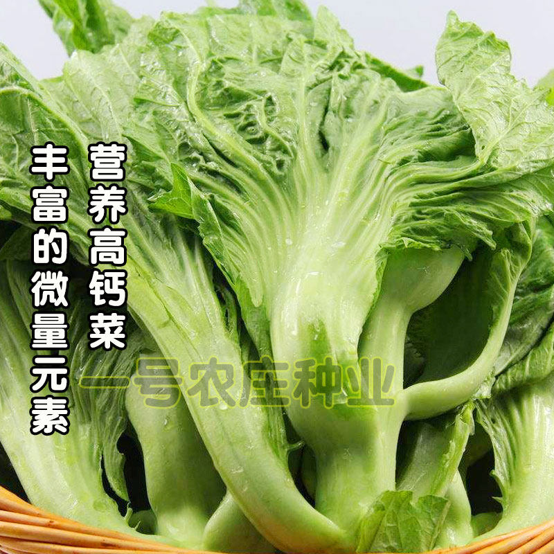 水东包心芥菜种籽大叶辣疙瘩种子腌咸盖儿榨酸蔬菜种孑四季秋冬播 一号农庄种业 淘优券