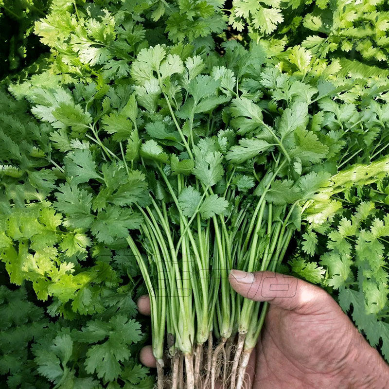 香菜籽种大叶香菜种种子孑四季蔬菜种籽菜种籽盆栽蔬菜种子菜籽,淘宝优惠券,粉丝福利购,淘宝优惠卷