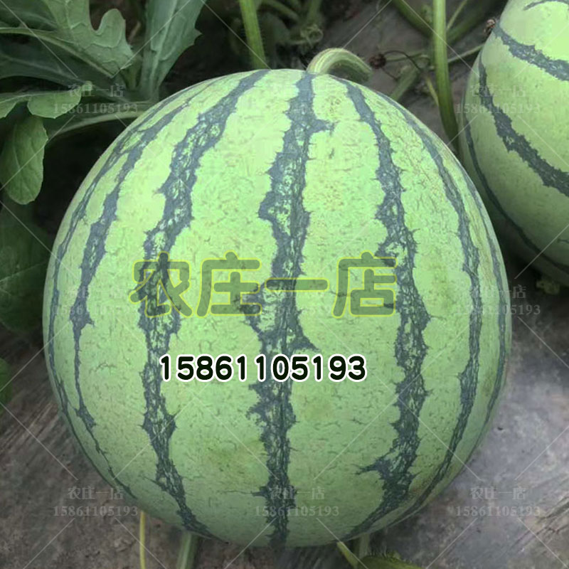 8424西瓜种籽大果圆形麒麟种子孑12至16斤抗病强基地专用春四季播-图2