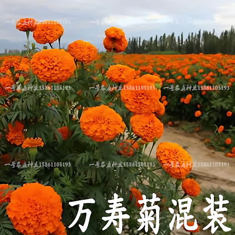 万寿菊种子菊花种子四季易活混色臭芙蓉花种籽子驱蚊盆栽观赏种籽