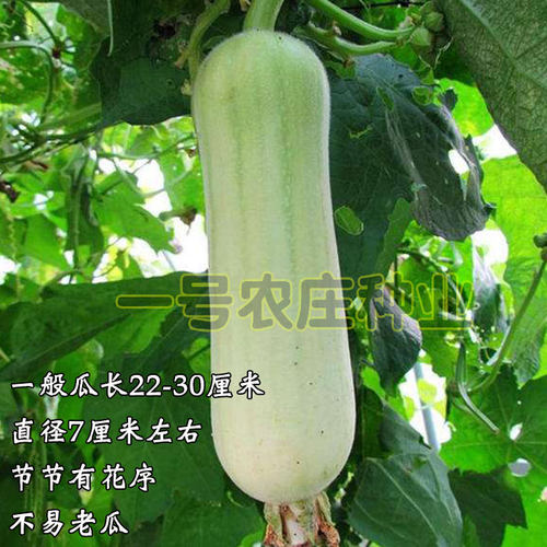丝瓜种子种籽苗种新品种丝瓜子香特大长巨型早熟高产白孑春季苗秧 - 图0