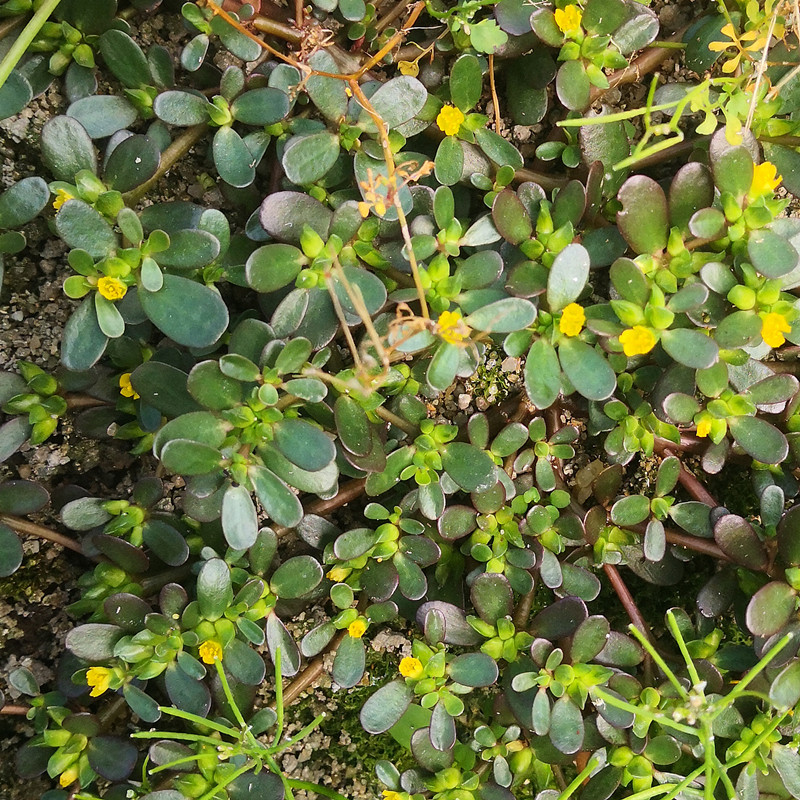 天然马齿苋新鲜马齿菜农家五行菜长命菜蚂蚁菜长寿潮汕鼠耳草500g - 图2