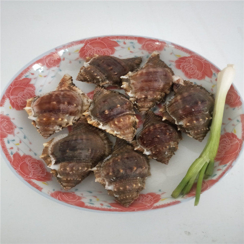 福建海鲜新鲜野生海螺特大鲜活500g贝壳水产新鲜螺类鸡母螺花螺