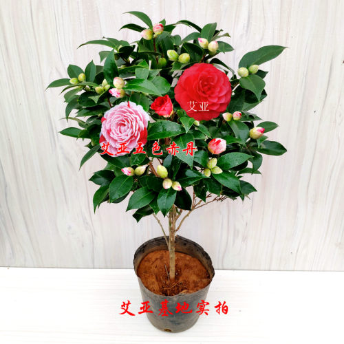 五色赤丹茶花盆栽树苗带花苞室内花卉阳台苗好养绿植四季长青精选 - 图1