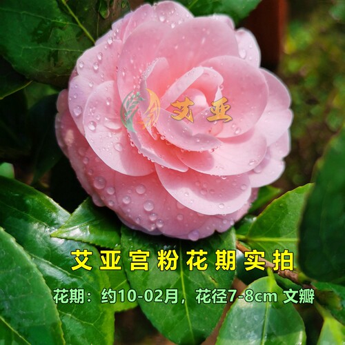 宫粉茶花小桃红广东粉经典老品种室内盆栽花卉庭院大型绿植苗精选 - 图2