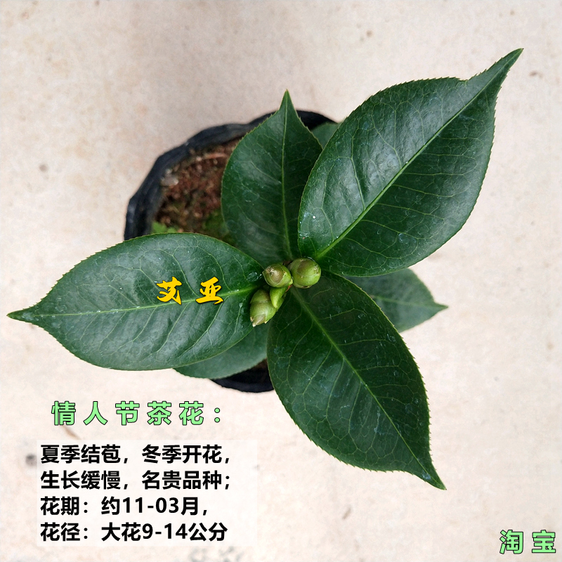 情人节山茶花树苗名贵品种福建龙岩室内盆栽阳台花卉庭院绿植新品 - 图1