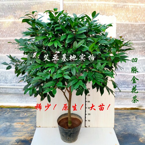 金茶花盆栽树苗室内盆栽花卉庭院老桩大棵金花茶金黄色花盆景精选 - 图3