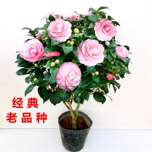 宫粉茶花小桃红广东粉经典老品种室内盆栽花卉庭院大型绿植苗精选 - 图1