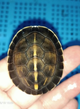 选育精品安布人工繁育闭壳龟苗马来闭壳龟线纹安布闭壳龟优选优育