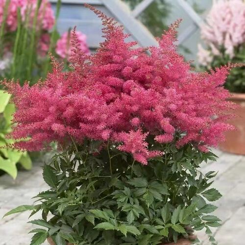 进口落新妇大苗盆栽耐阴耐寒植物庭院室外络新妇花苗阴生花镜绿植 - 图1