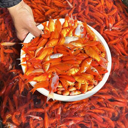 草金鱼按斤红草鱼观赏鱼小金鱼饲料鱼冷水鱼好养耐活小型鱼锦鲤鱼 - 图3