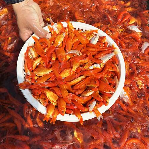 草金鱼按斤红草鱼观赏鱼小金鱼饲料鱼冷水鱼好养耐活小型鱼锦鲤鱼 - 图0