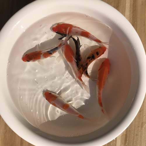 锦鲤鱼苗黄金龙凤白金乌金红白三色金镶玉红草冷水淡水观赏鱼活体 - 图1