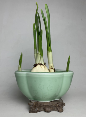 青瓷水仙花盆土培水培种植花卉盆