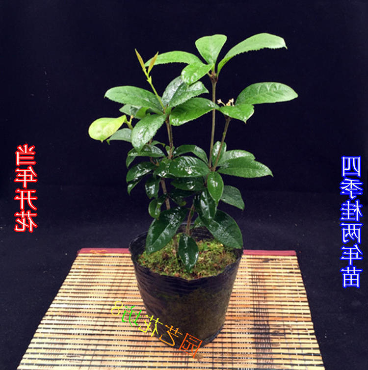 四季桂花苗金桂花苗日香桂花苗 桂花树苗丹桂红桂花 盆栽庭院种植 - 图2