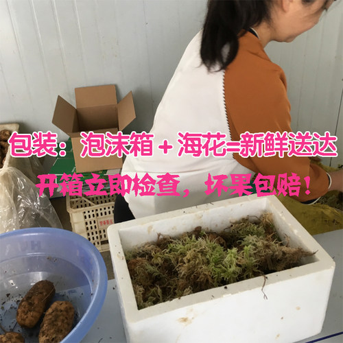 【买3送1】新鲜天麻云南昭通小草坝非野生天麻500克大果4-5个1斤 - 图1