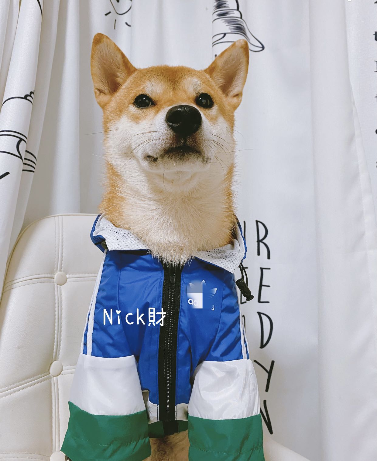 Nick財 柴犬柯基法斗潮牌防风防水连帽衣服冲锋衣狗狗宠物雨衣 - 图2