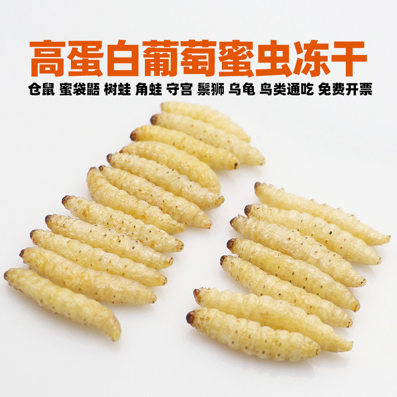 无菌葡萄蜜虫蜂蜜玉米虫冻干仓鼠守宫鬃狮蜥蜴乌龟蜜袋鼯角蛙粮食,淘宝优惠券,粉丝福利购,淘宝优惠卷