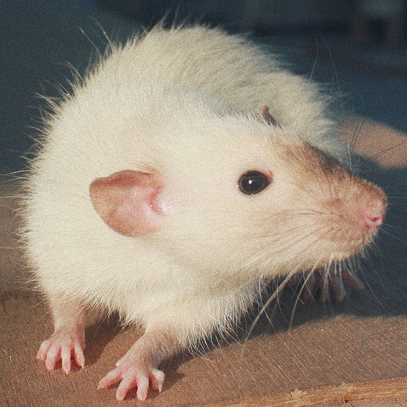 活无菌大白鼠花枝鼠繁殖组喂蛇角蛙爬宠动物猫粮种老鼠小乳鼠活物 周升华宠物用品 淘优券