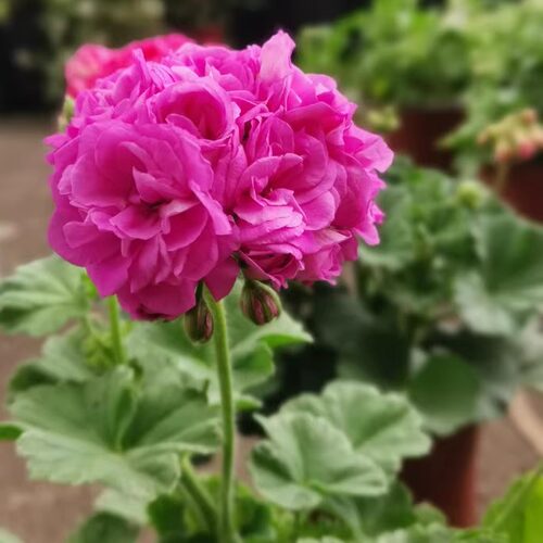 天竺葵花苗盆栽重瓣四季新品带花苞发货大山宫兽系直立天合集2 - 图1