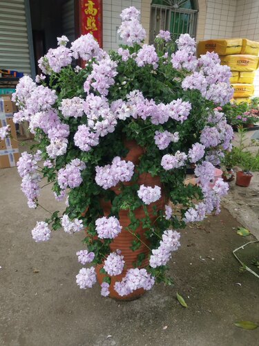 天竺葵花苗垂吊天杰克汤米夏日多季节开花多品种阳台盆栽花卉植物 - 图3