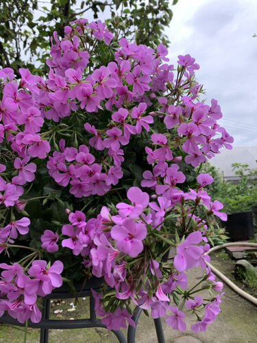 天竺葵花苗垂吊天杰克汤米夏日多季节开花多品种阳台盆栽花卉植物 - 图2