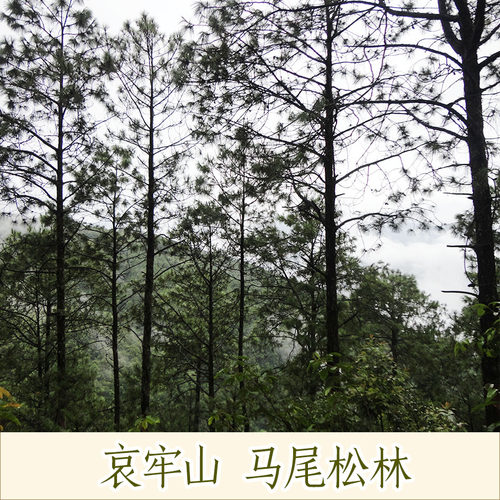 哀牢彝家云南地道药材姚州茯苓茯神云苓 茯神木云神带皮阴干500克 - 图2