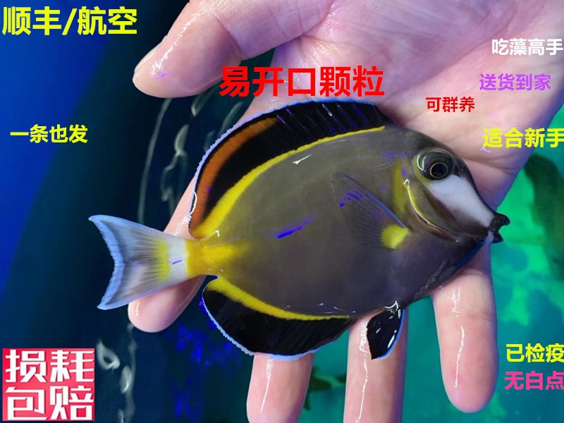 蓝吊粉蓝吊海水鱼吃藻海水缸七彩吊小丑鱼珊瑚活体鱼已检疫秒颗粒-图1