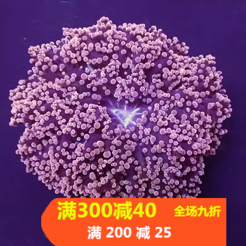 荧光绿花瓶 蛙卵珊瑚双色紫提子绿花瓶活体珊瑚海水缸lps软体生物 - 图1