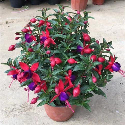 灯笼花倒挂金钟盆栽带花苞四季开花室内阳台重瓣大花老桩好养易活 - 图0