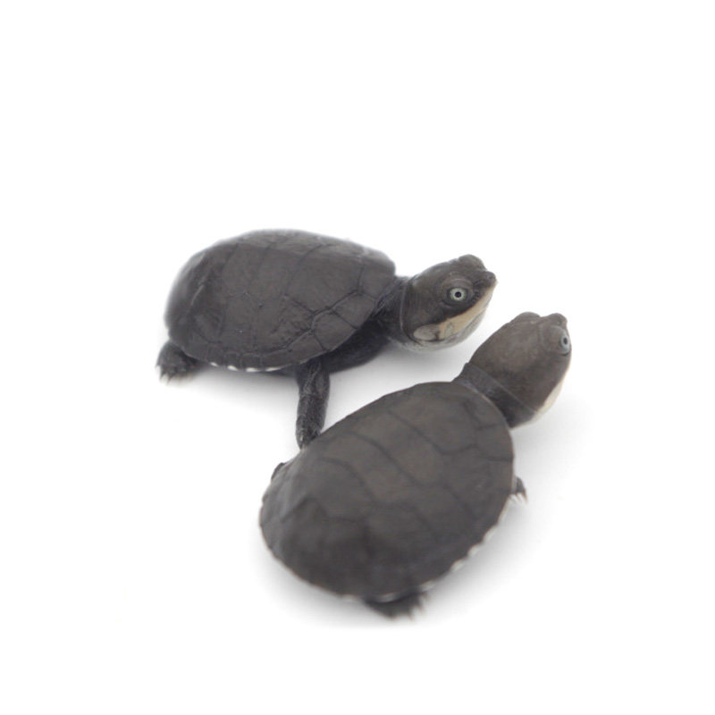 八戒姐姐沼泽侧颈龟苗活体乌龟活物深水龟西非侧颈长颈龟观赏龟,淘宝优惠券,粉丝福利购,淘宝优惠卷