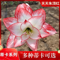 Tika Series Imports Zhu Top Red Seed Ball Heavy Flap Large Flower Type Multi-Year Birth Garden Balcony Flower Tika Star Variety Ball