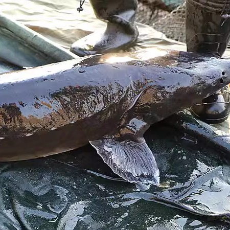 鳇鱼抚远特产鲟鱼块鱼头鱼肉鳇鱼段鱼肉七里浮子鲟鳇鱼头乌苏里江-图2