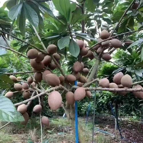 新品种嫁接马加纳妈咪果树苗适合南方种植盆栽庭院家庭当年结果 - 图3