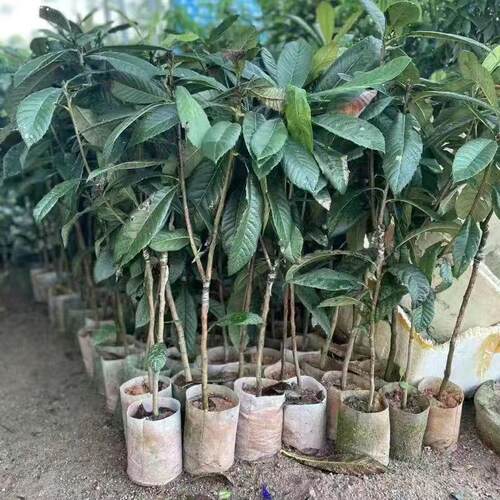 新品种嫁接马加纳妈咪果树苗适合南方种植盆栽庭院家庭当年结果 - 图1