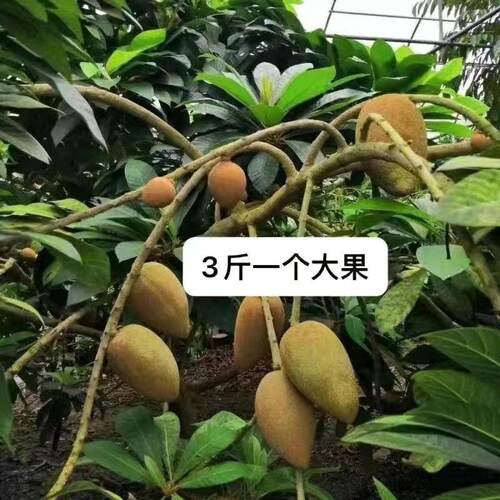 新品种嫁接马加纳妈咪果树苗适合南方种植盆栽庭院家庭当年结果 - 图2