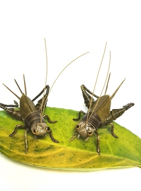 非遗手工艺品纯手工编织草编蟋蟀摆件创意仿真蛐蛐昆虫礼品