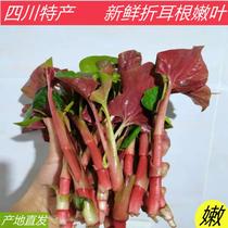 Sichuan Fresh Houti Houta Leaf Now off the ear root fish tendre racine_tendon feuilles When season makes végétal cold mixed pig nostril